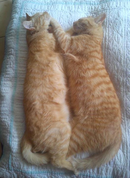 Au Chat Ronfleur Bagneres-de-Bigorre Ngoại thất bức ảnh