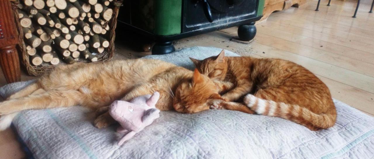 Au Chat Ronfleur Bagneres-de-Bigorre Ngoại thất bức ảnh