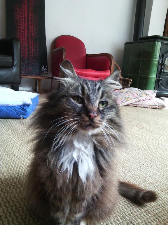 Au Chat Ronfleur Bagneres-de-Bigorre Ngoại thất bức ảnh